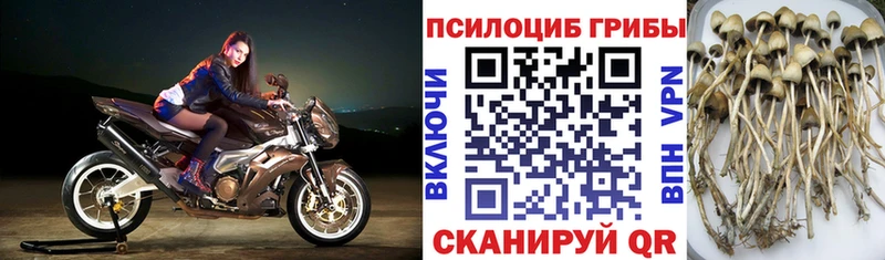 кракен как зайти  Полысаево  Псилоцибиновые грибы Cubensis 